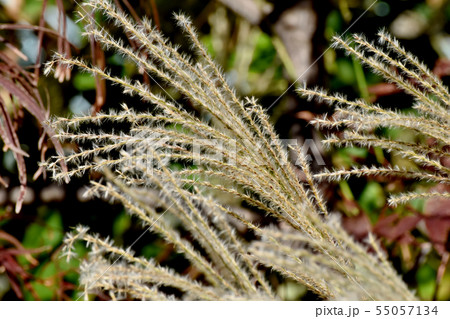 三鷹中原に咲くススキの穂 55057134