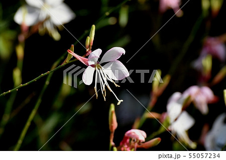 三鷹中原に咲く白いガウラ（ハクチョウソウ） 55057234