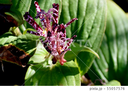 三鷹中原に咲く白に赤紫色のホトトギス 55057576