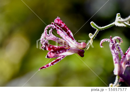 三鷹中原に咲く白に赤紫色のホトトギス 55057577