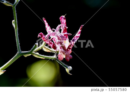 三鷹中原に咲く白に赤紫色のホトトギス 55057580