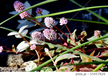三鷹中原に咲くピンクのヒメツルソバの花 55057620