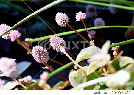 三鷹中原に咲くピンクのヒメツルソバの花 55057624