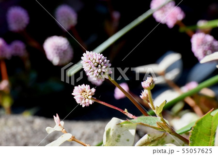 三鷹中原に咲くピンクのヒメツルソバの花 55057625