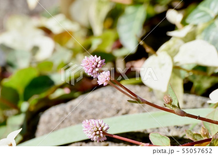 三鷹中原に咲くピンクのヒメツルソバの花 55057652