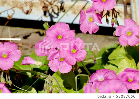三鷹中原に咲くピンクのオキザリス(ハナカタバミ) 三鷹中原に咲くピンクのオキザリス(ハナカタバミ) 55057656