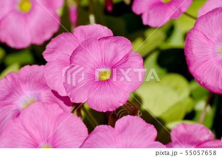 三鷹中原に咲くピンクのオキザリス（ハナカタバミ） 55057658