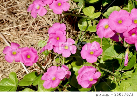 三鷹中原に咲くピンクのオキザリス(ハナカタバミ) 三鷹中原に咲くピンクのオキザリス(ハナカタバミ) 55057672