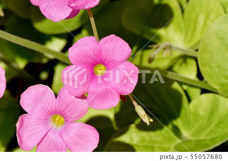 三鷹中原に咲くピンクのオキザリス（ハナカタバミ） 55057680