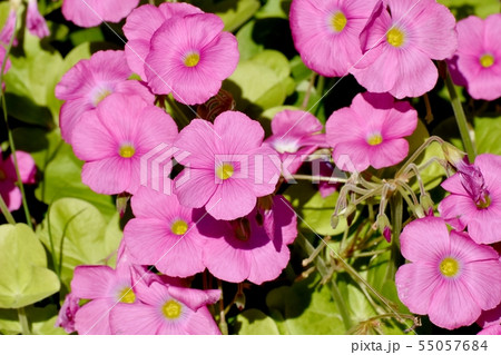 三鷹中原に咲くピンクのオキザリス（ハナカタバミ） 55057684