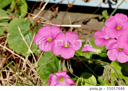 三鷹中原に咲くピンクのオキザリス（ハナカタバミ） 55057686