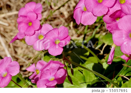 三鷹中原に咲くピンクのオキザリス(ハナカタバミ) 三鷹中原に咲くピンクのオキザリス(ハナカタバミ) 55057691