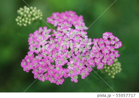 セイヨウノコギリソウ（西洋鋸草） 55057717