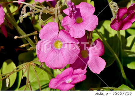 三鷹中原に咲くピンクのオキザリス（ハナカタバミ） 55057719