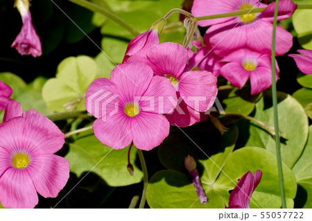 三鷹中原に咲くピンクのオキザリス（ハナカタバミ） 55057722