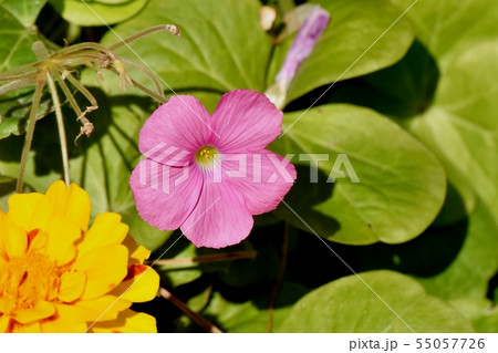 三鷹中原に咲くピンクのオキザリス（ハナカタバミ） 55057726