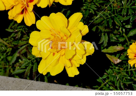 三鷹中原に咲く黄色いマリーゴールド 55057753