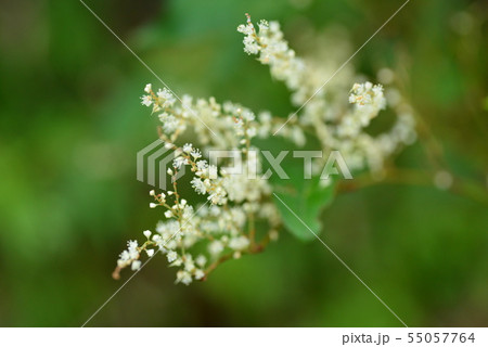 奄美大島の植物 奄美大島の植物 55057764
