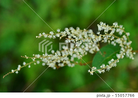 奄美大島の植物 奄美大島の植物 55057766