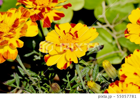 三鷹中原に咲く黄色と茶色のマリーゴールド 55057781