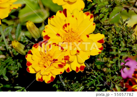 三鷹中原に咲く黄色と茶色のマリーゴールド 55057782