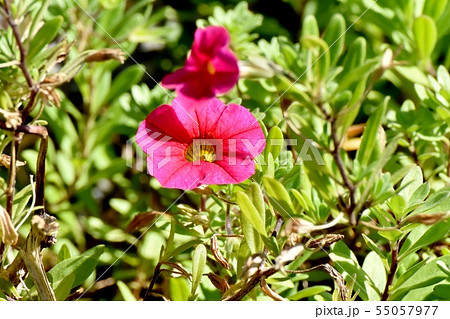 三鷹中原に咲く赤いカリブラコア 三鷹中原に咲く赤いカリブラコア 55057977