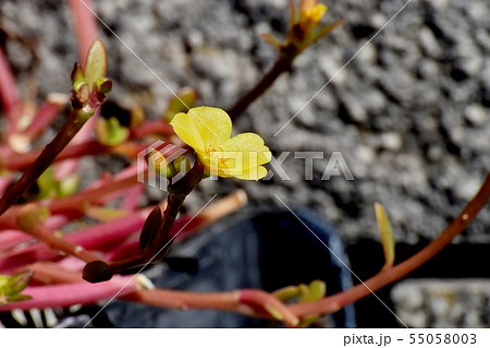 三鷹中原に咲く黄色いハナスベリヒユ(ポーチュラカ) 三鷹中原に咲く黄色いハナスベリヒユ(ポーチュラカ) 55058003