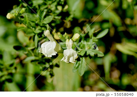 三鷹中原に咲く白いサルビアミクロフィラ 三鷹中原に咲く白いサルビアミクロフィラ 55058040