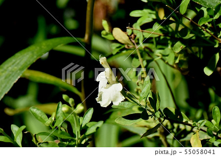 三鷹中原に咲く白いサルビアミクロフィラ 55058041
