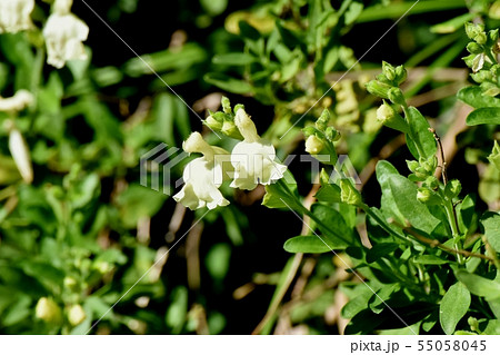 三鷹中原に咲く白いサルビアミクロフィラ 55058045