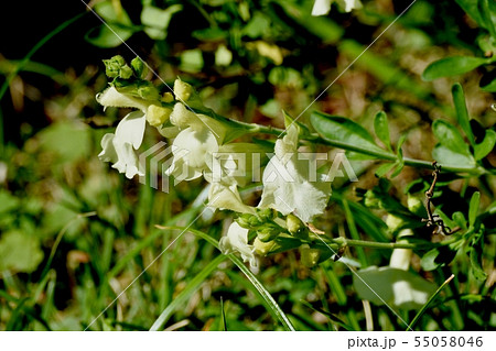 三鷹中原に咲く白いサルビアミクロフィラ 55058046