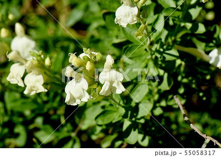 三鷹中原に咲く白いサルビアミクロフィラ 55058317