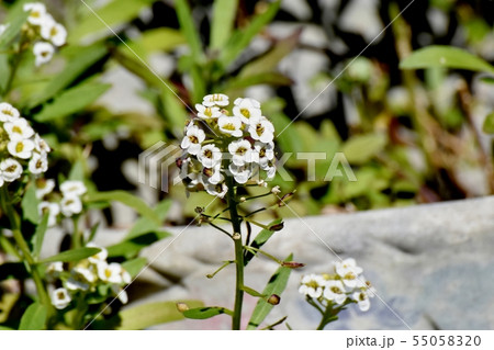 三鷹中原に咲く白いアリッサム（ニワナズナ） 55058320