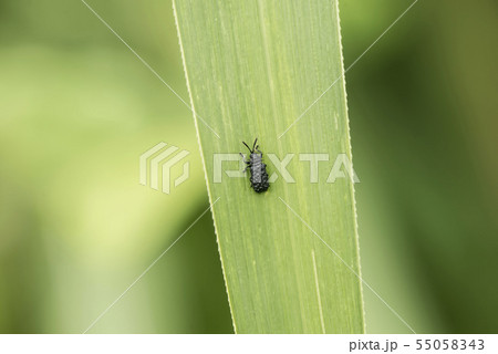 クロトゲハムシ クロトゲハムシ 55058343