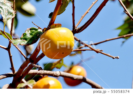 三鷹中原になるカキの実 55058374