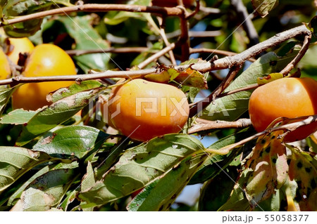 三鷹中原になるカキの実 55058377