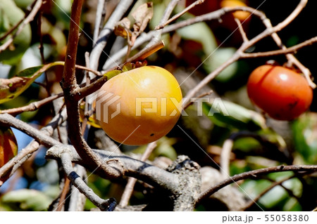 三鷹中原になるカキの実 55058380