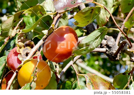 三鷹中原になるカキの実 55058381