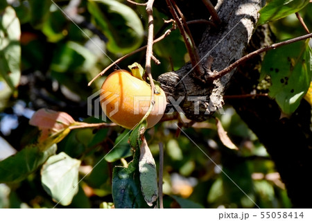 三鷹中原になるカキの実 55058414