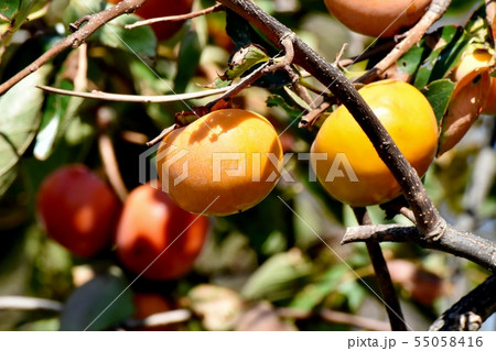 三鷹中原になるカキの実 三鷹中原になるカキの実 55058416