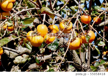 三鷹中原になるカキの実 55058418