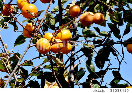 三鷹中原になるカキの実 55058419