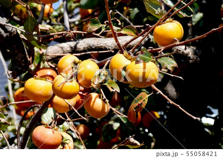 三鷹中原になるカキの実 55058421