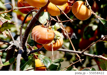 三鷹中原になるカキの実 55058422