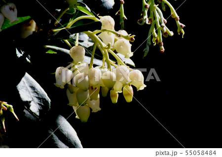 三鷹中原に咲く白いイチゴノキの花 三鷹中原に咲く白いイチゴノキの花 55058484