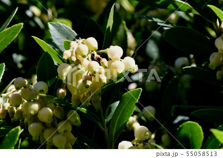 三鷹中原に咲く白いイチゴノキの花 三鷹中原に咲く白いイチゴノキの花 55058513