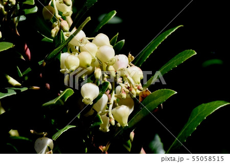 三鷹中原に咲く白いイチゴノキの花 三鷹中原に咲く白いイチゴノキの花 55058515
