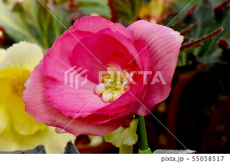 調布の植物園に咲くピンクのベゴニアの写真素材