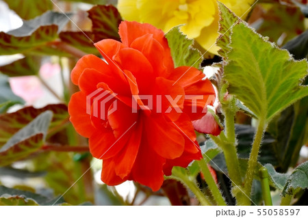 調布の植物園に咲く赤いベゴニア 55058597