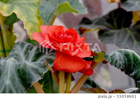 調布の植物園に咲く赤いベゴニア 調布の植物園に咲く赤いベゴニア 55058601